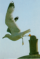 [ IMAGE: Seagull ]