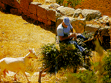 [ IMAGE: Old man, his donkey and goat ]